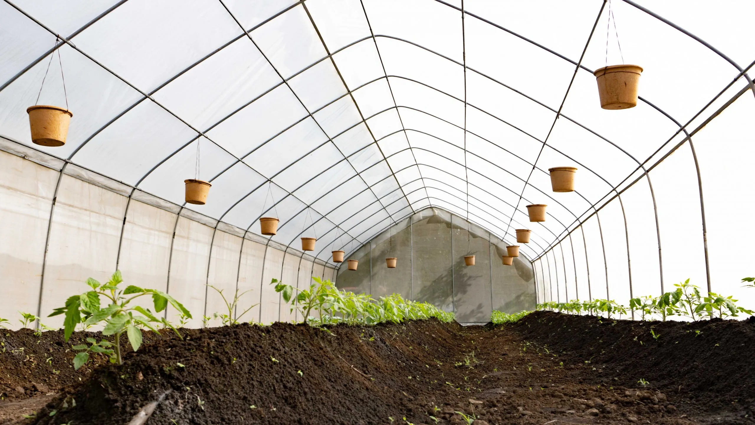 Greenhouse
